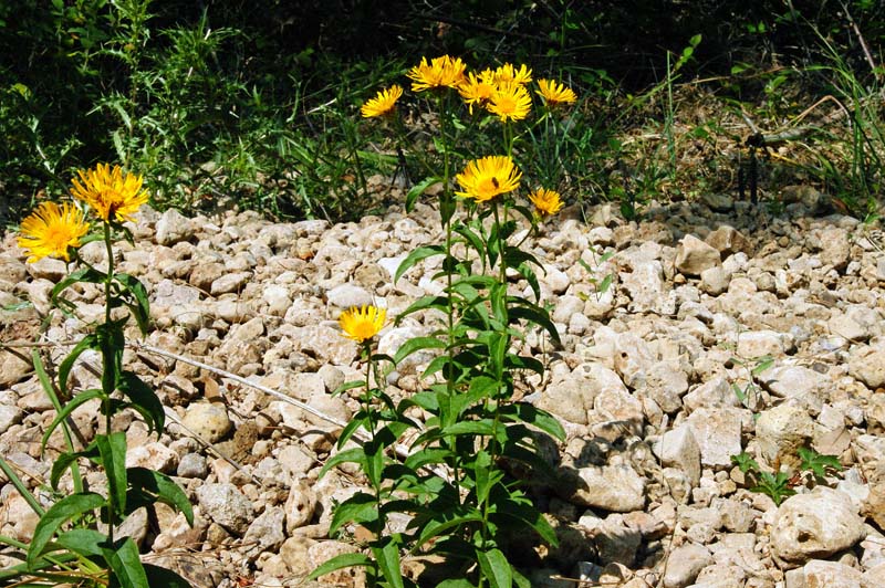 Pentanema salicinum (=Inula salicina) / Enula aspra